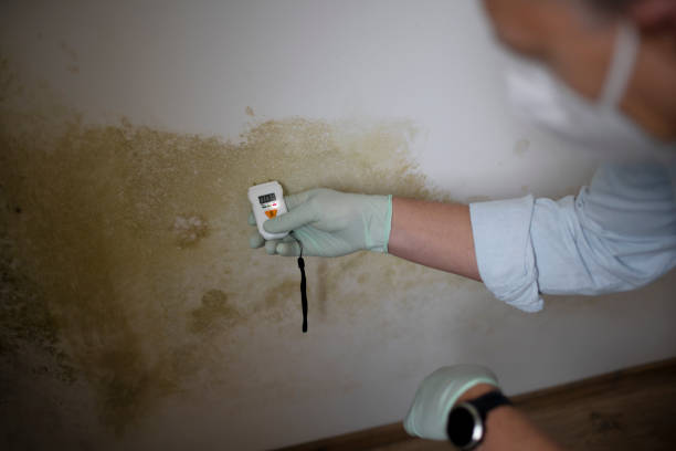 Best DIY Mold Remediation in Clayco, MO